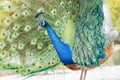 Close up shot of peacock showing its fan Royalty Free Stock Photo