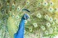 Close up shot of peacock showing its fan Royalty Free Stock Photo