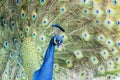 Close up shot of peacock showing its fan Royalty Free Stock Photo
