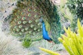 Close up shot of peacock showing its fan Royalty Free Stock Photo