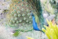 Close up shot of peacock showing its fan Royalty Free Stock Photo