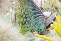 Close up shot of peacock showing its fan Royalty Free Stock Photo