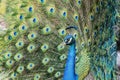 Close up shot of peacock showing its fan Royalty Free Stock Photo