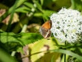 Pearly heath (Coenonympha arcania). Forewing reddish yellow with black margin, hindwing dark brown with white