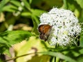 Pearly heath (Coenonympha arcania). Forewing reddish yellow with black margin, hindwing dark brown with white