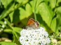 Pearly heath (Coenonympha arcania). Forewing reddish yellow with black margin, hindwing dark brown with white