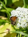 Pearly heath (Coenonympha arcania). Forewing reddish yellow with black margin, hindwing dark brown with white Royalty Free Stock Photo