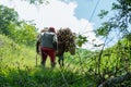 Close-up shot of a peasant muleteer following his mule loaded with sugar cane