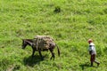 Close-up shot of a peasant muleteer following his mule loaded with sugar cane