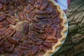 Close up shot of a pecan pie cooling. American classic homemade pecan pie. Amish pies. Napkin a flag of USA. Royalty Free Stock Photo