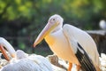 Close up shot of Pelican bird Royalty Free Stock Photo