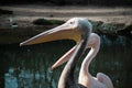 Close up shot of pelican at zoo by the day Royalty Free Stock Photo