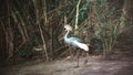 Close up shot of bird at zoo by the day Royalty Free Stock Photo