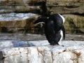 Shot of a penguin Royalty Free Stock Photo