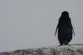 Close-up shot of a penguin standing backward on a rocky surface in Antarctica