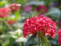 Close up shot of Pentas lanceolata blossom