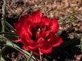 Close up shot of perfect, doll-sized, mini tulips in flaming deep red colour and petal-packed double flowers - Tulipa humilis `