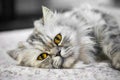 Close-up shot of the Persian cat looking Royalty Free Stock Photo
