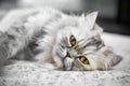 Close-up shot of the Persian cat looking Royalty Free Stock Photo