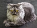 Close-up shot of the Persian cat looking Royalty Free Stock Photo