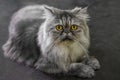 Close-up shot of the Persian cat looking Royalty Free Stock Photo