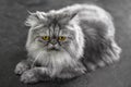 Close-up shot of the Persian cat looking Royalty Free Stock Photo