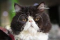 Close-up shot of the Persian cat looking Royalty Free Stock Photo