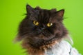 Close-up shot of the Persian cat looking Royalty Free Stock Photo