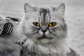 Close-up shot of the Persian cat looking Royalty Free Stock Photo
