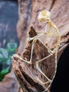 Close up shot of the Philippine Tarsier bone in the Museum of Osteology