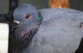 Close-up shot of a pigeon