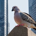 A close-up shot of a pigeon perched on a randomly city skyscraper