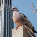 A close-up shot of a pigeon perched on a randomly city skyscraper