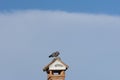 Close-up shot of a pigeon sitting on a chimney rooftop