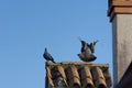 Close-up shot of pigeons sitting on a chimney rooftop