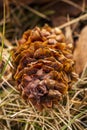 Close-up shot of an pine cone