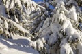 Close-up shot of pine tree branche with green needles covered with deep fresh clean snow on blurred blue outdoors copy space