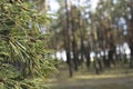 Close up shot of a pine tree in the forest with blur background Royalty Free Stock Photo