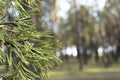 Close up shot of a pine tree in the forest with blur background Royalty Free Stock Photo