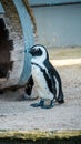 Close up shot of pinguine at zoo by the day Royalty Free Stock Photo