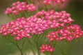 Close-up shot of pink Achillea flowerhead