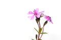 Close up shot of pink annual flowers isolated