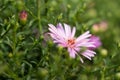 Close-up shot of a pink Astra (Aster) flower in a garden in the sunlight