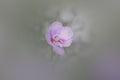 Close up shot of pink Butter cup flower