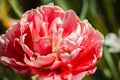 Close up shot of a pink carnation in bloom at the Frederik Meijer Gardens in Grand Rapids Michigan Royalty Free Stock Photo