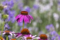 Close up shot of pink cone flower in the garden. Royalty Free Stock Photo