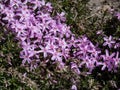Close-up shot of pink creeping phlox (Phlox subulata) \'Brightness\' flowering in garden in sunlight in spring