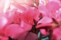 Close up shot of a Pink Flower