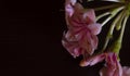 close up shot of pink flower.Macro photography. Royalty Free Stock Photo