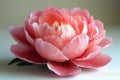 Close-up shot of a pink flower placed on a table Royalty Free Stock Photo